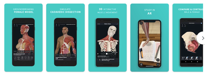 Muscle Anatomy Pro