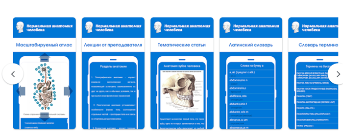 нормальная анатомия 
